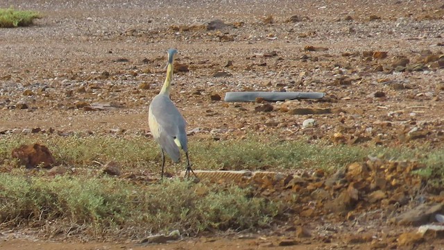 Whistling Heron - ML595482651