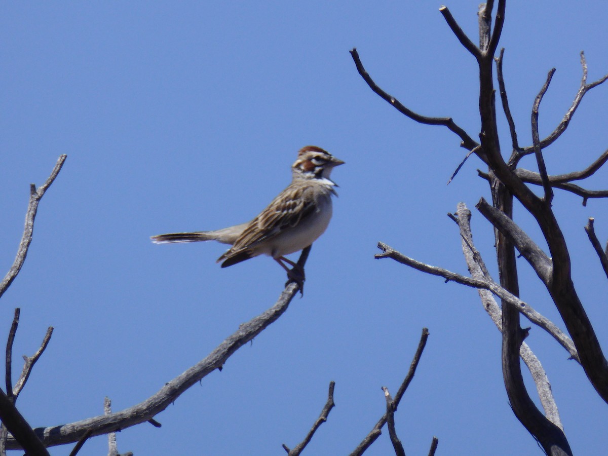 Lark Sparrow - Jennifer Prusse