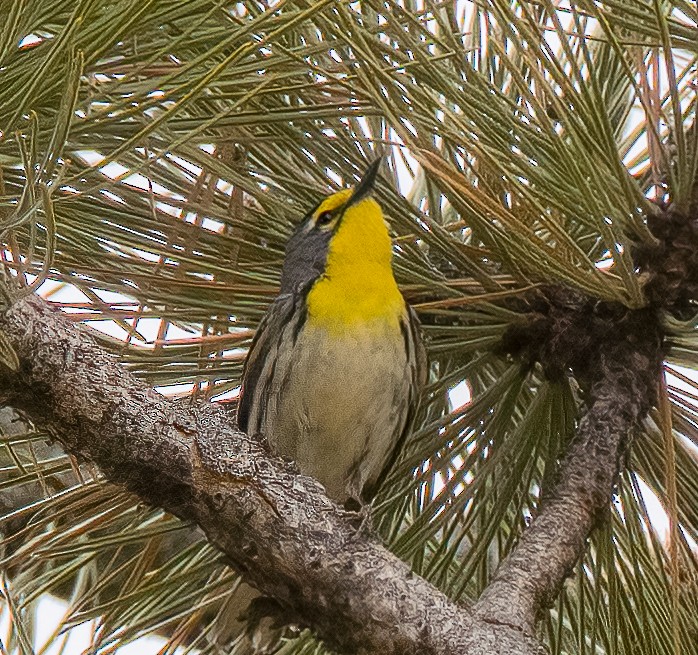 Grace's Warbler - ML595483941