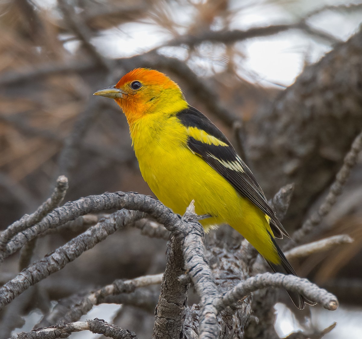 Western Tanager - ML595483971