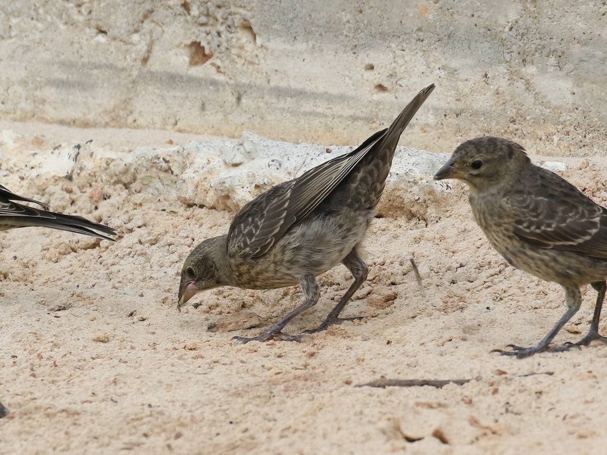 Brown-headed Cowbird - ML595486271