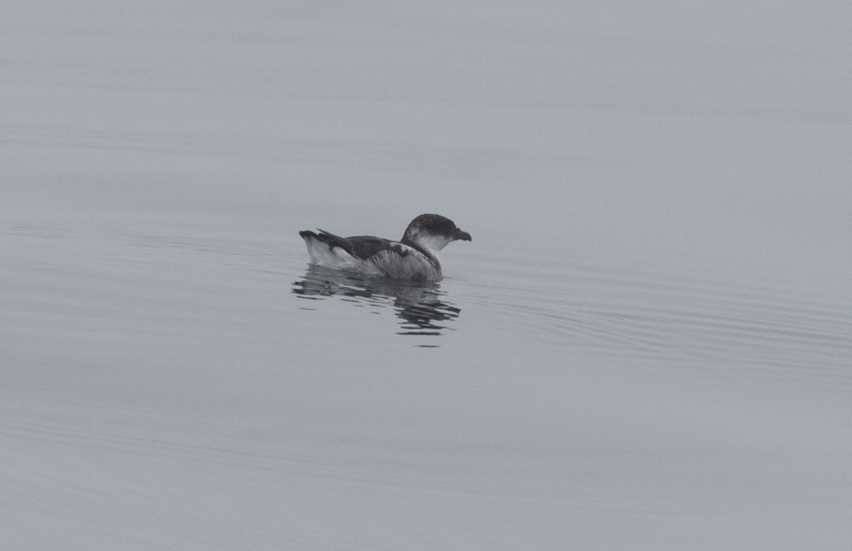 Peruvian Diving-Petrel - ML595488391