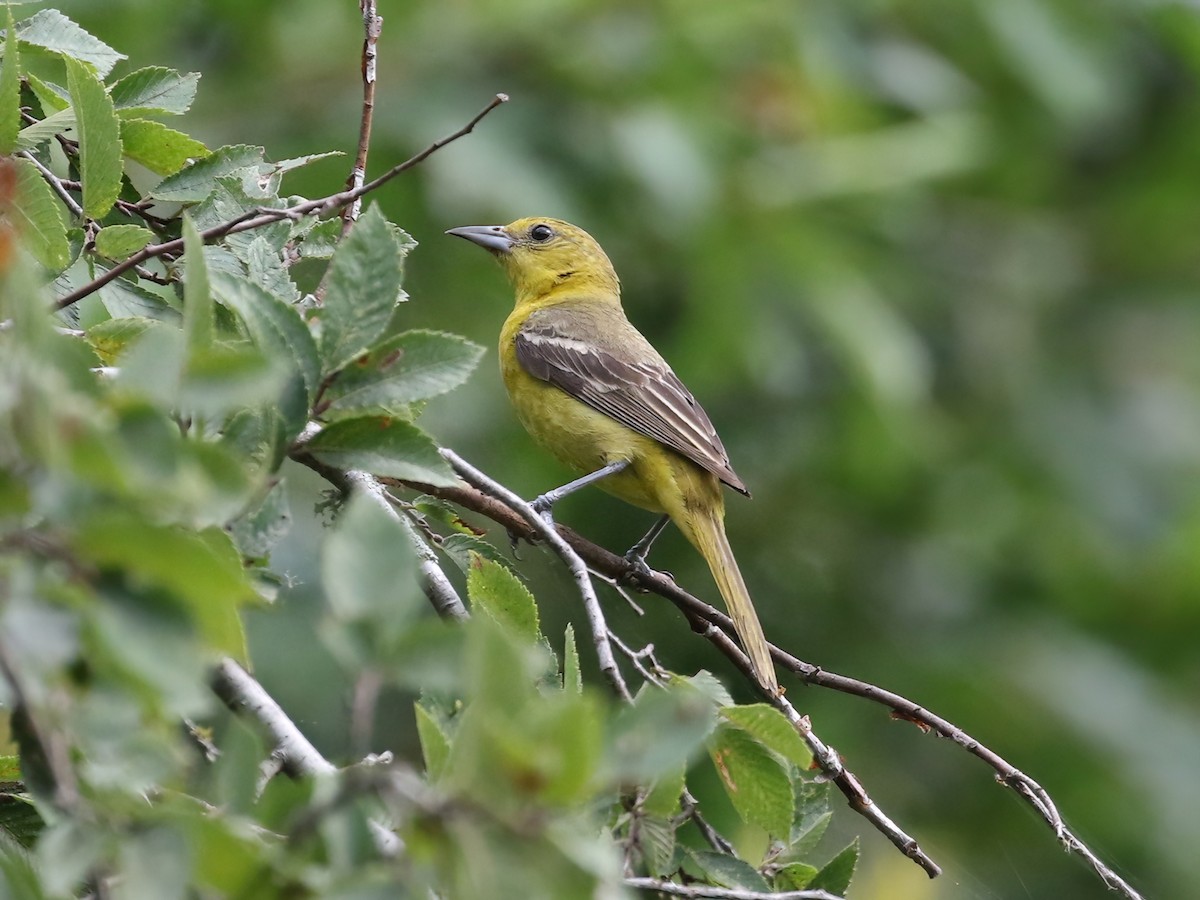 Orchard Oriole - ML595489191