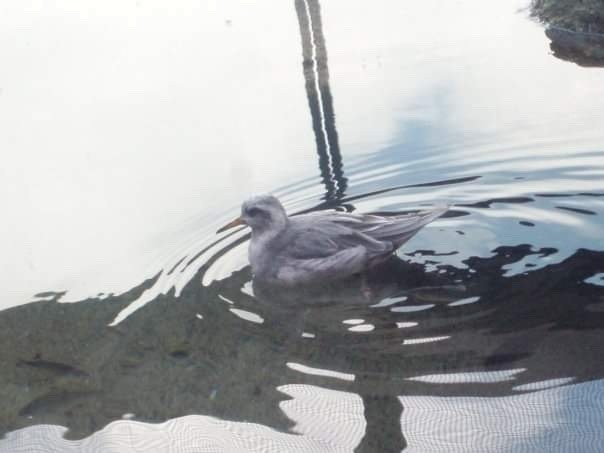 灰瓣足鷸 - ML595489321