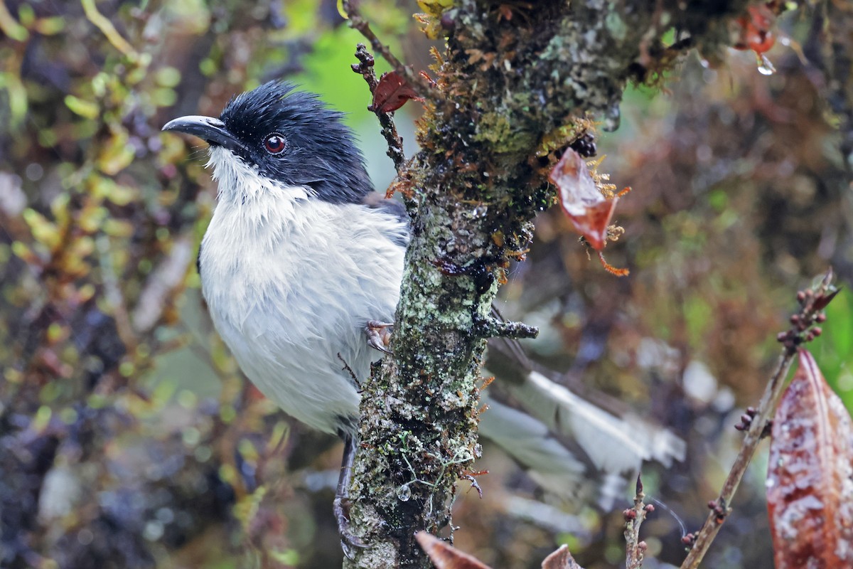 Black-backed Sibia - Nathan Wall