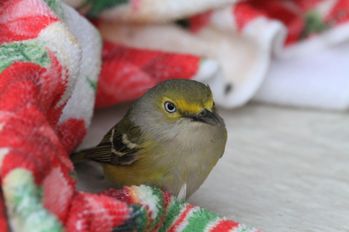 White-eyed Vireo - ML595489861