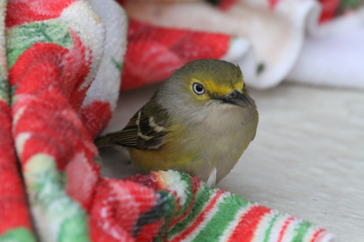 White-eyed Vireo - ML595489871