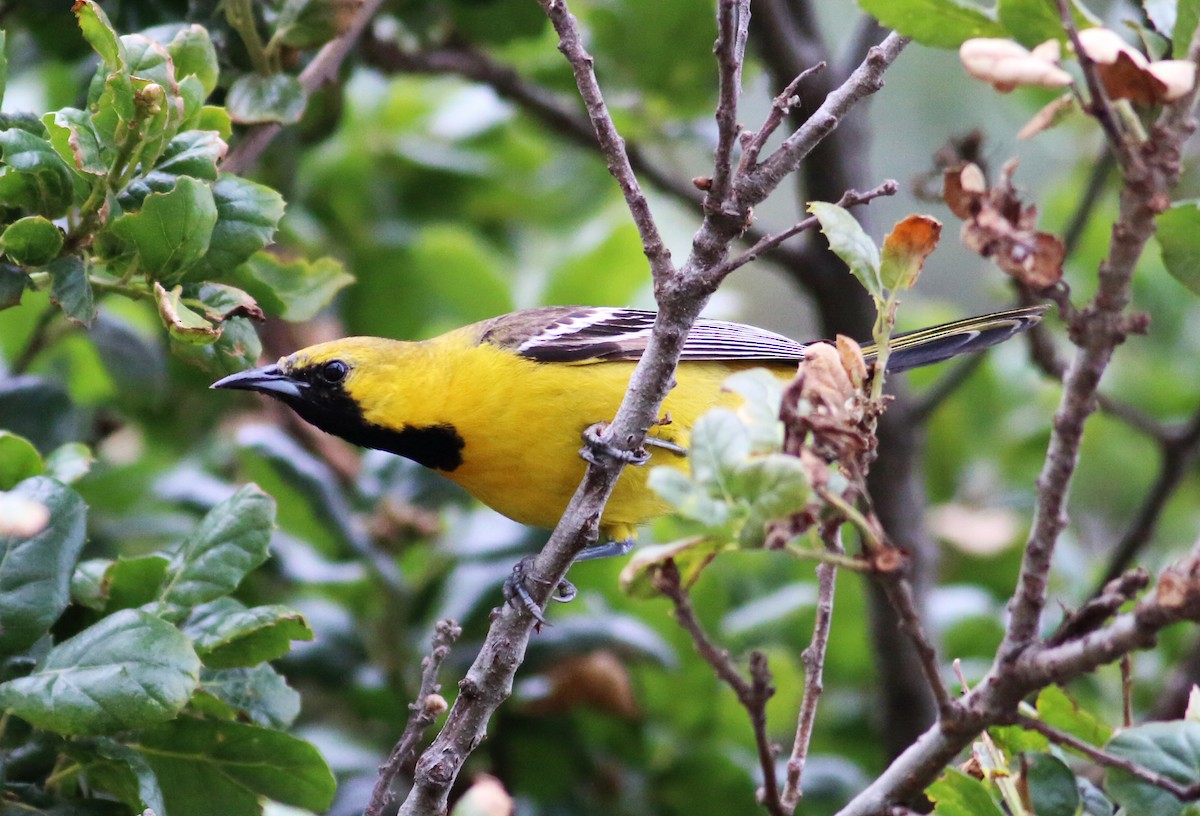 Hooded Oriole (nelsoni Group) - Paul Fenwick