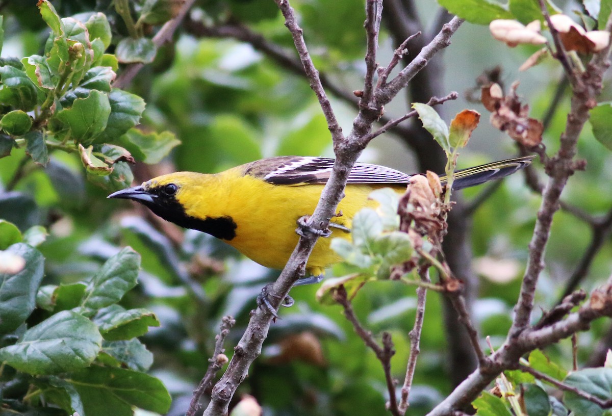 Hooded Oriole (nelsoni Group) - ML59549011