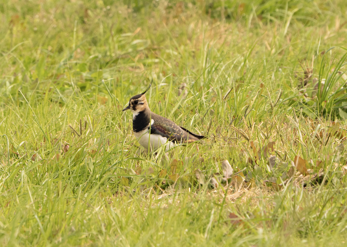 Northern Lapwing - ML595490151