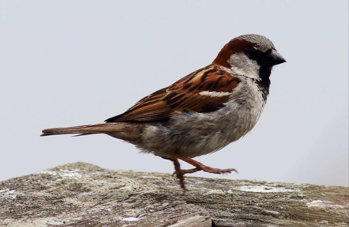 House Sparrow - ML59549021