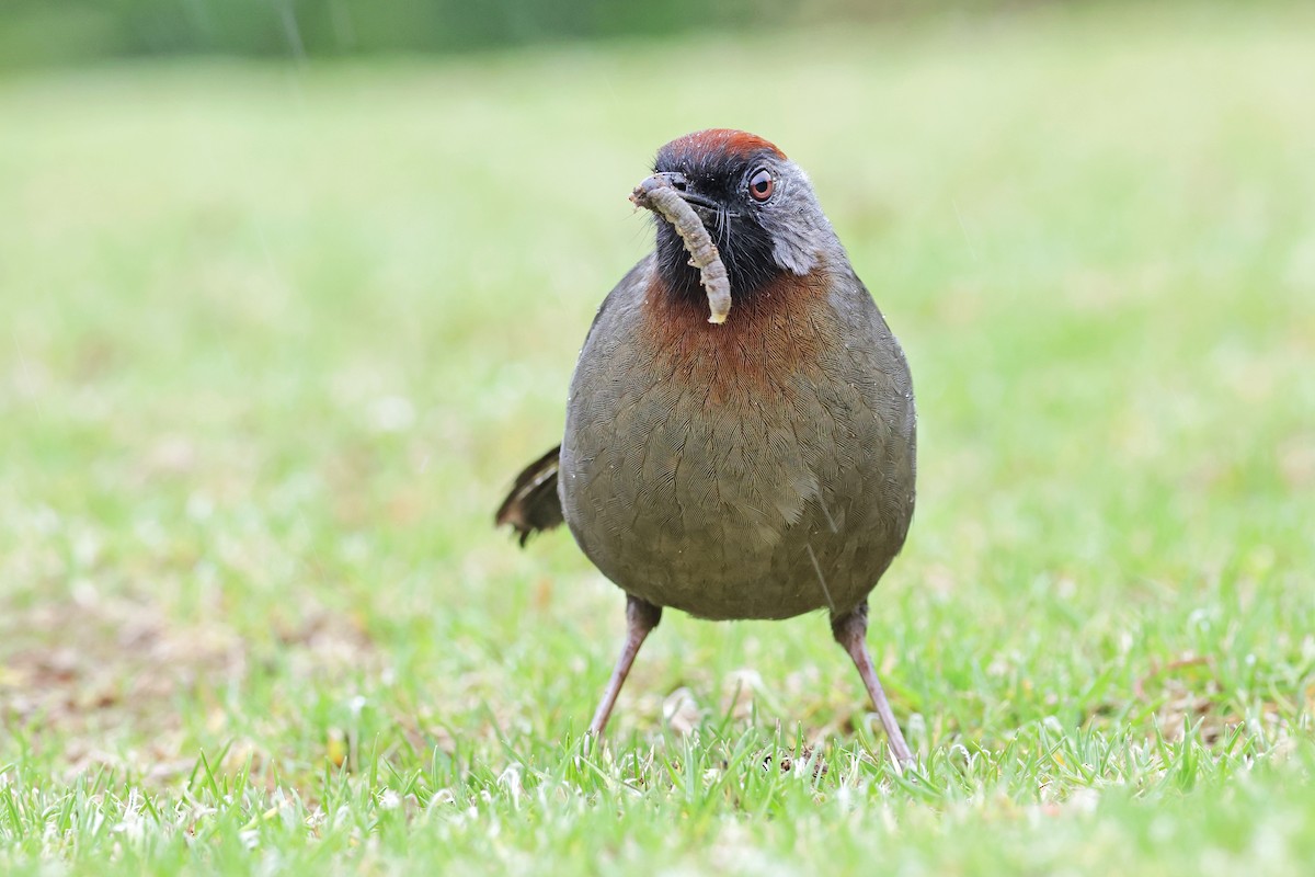 Silver-eared Laughingthrush - Nathan Wall