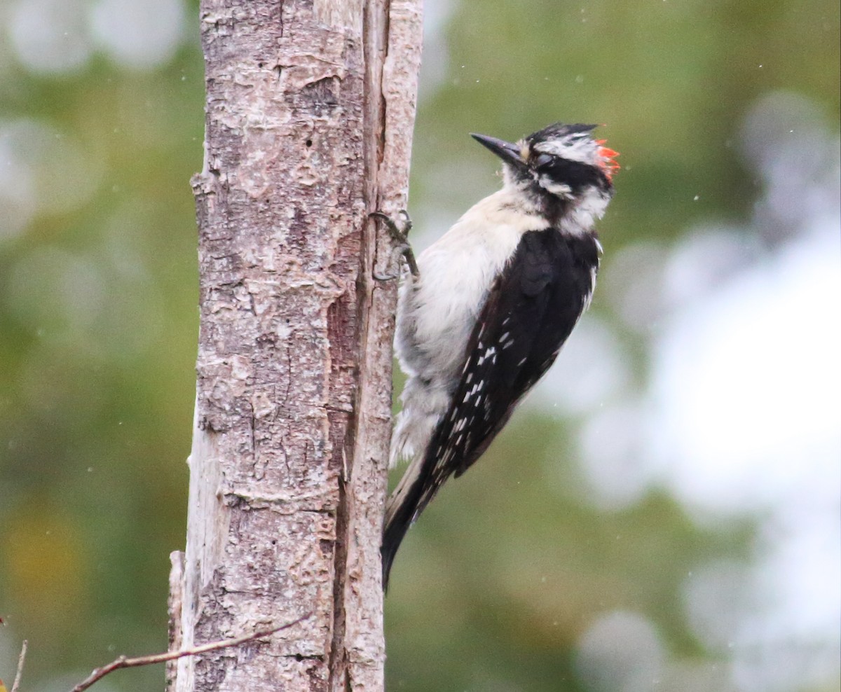 Downy Woodpecker (Pacific) - ML59549071