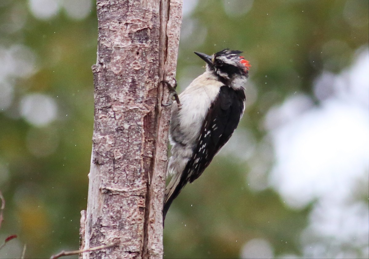 Downy Woodpecker (Pacific) - ML59549081