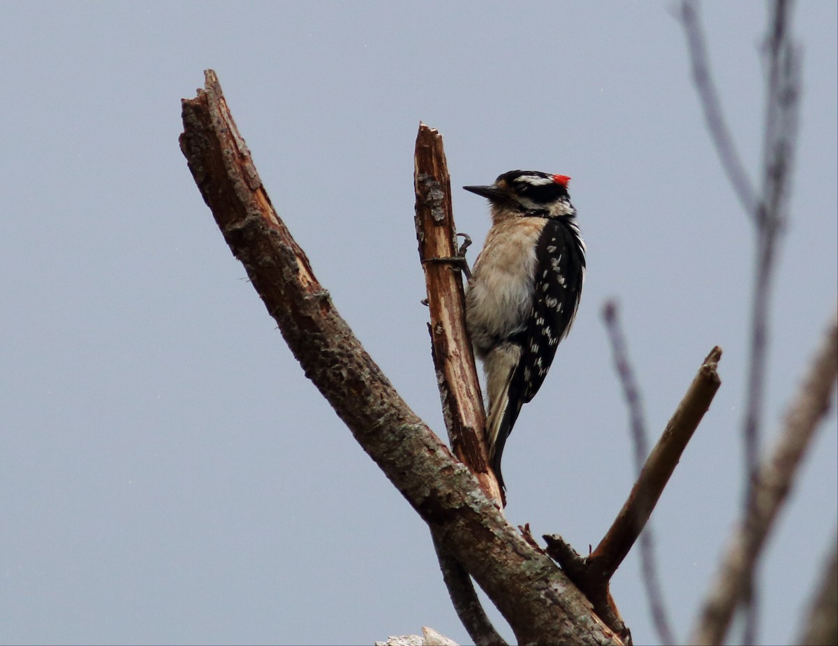Downy Woodpecker (Pacific) - ML59549091
