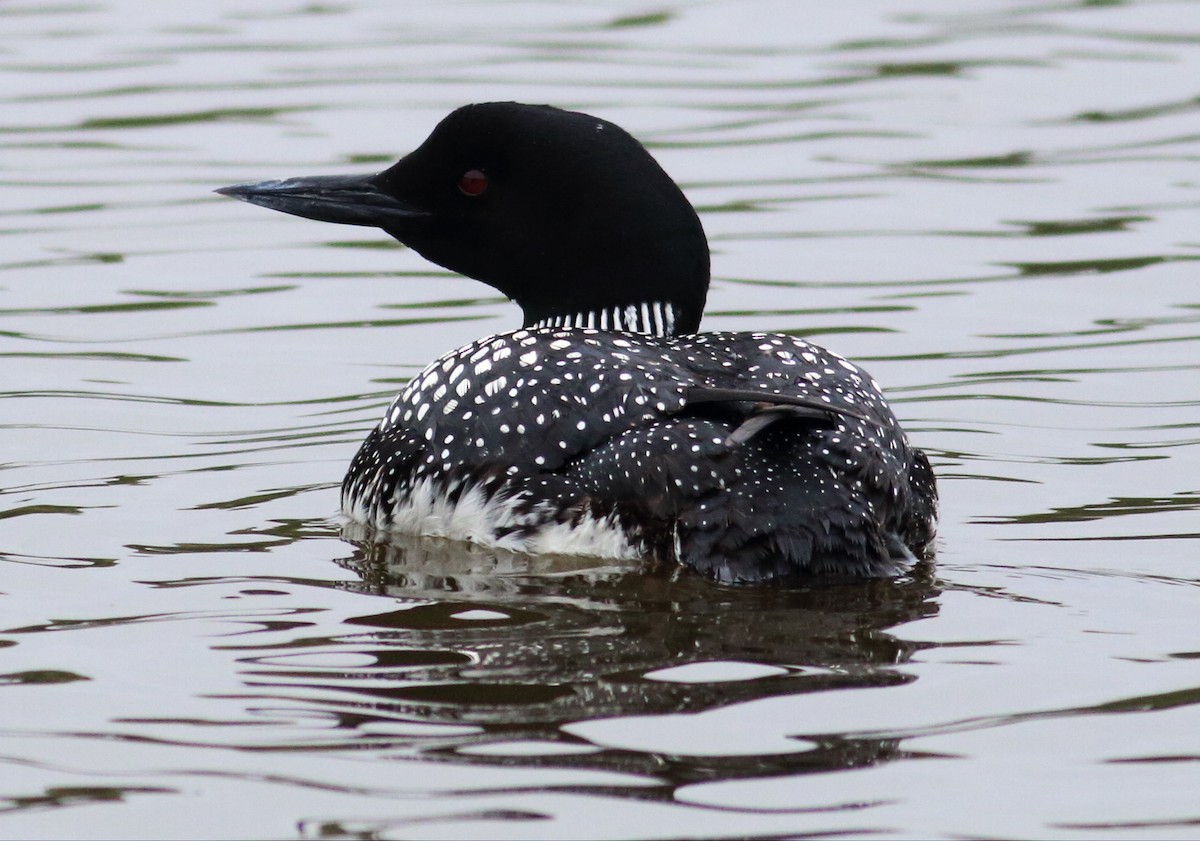 Common Loon - ML59549161