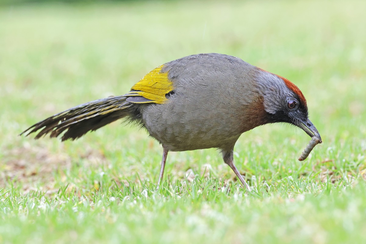 Silver-eared Laughingthrush - Nathan Wall