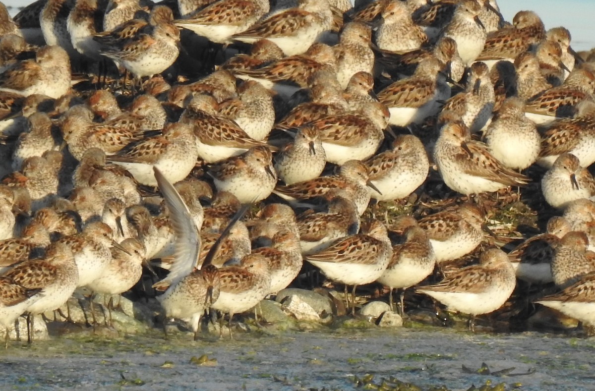 Western Sandpiper - Cos van Wermeskerken