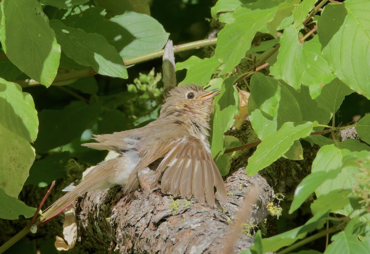 Swainson's Thrush - ML595492691