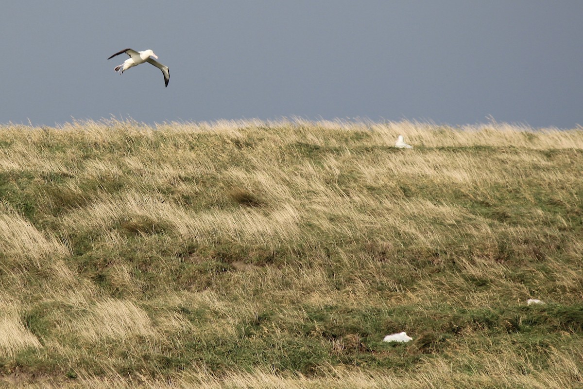 Northern Royal Albatross - ML59549301