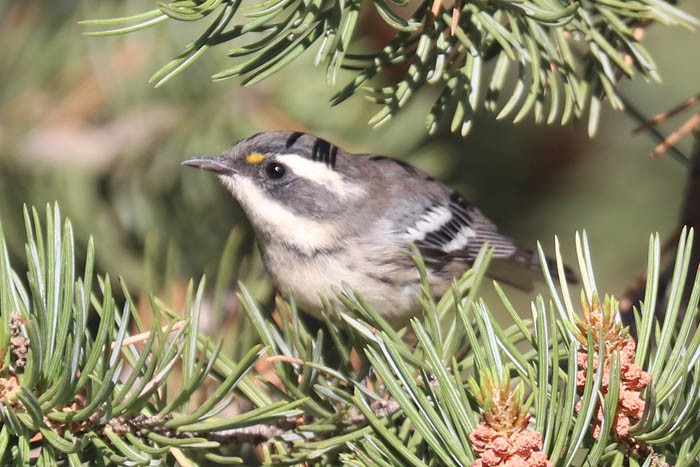 Black-throated Gray Warbler - ML595493151
