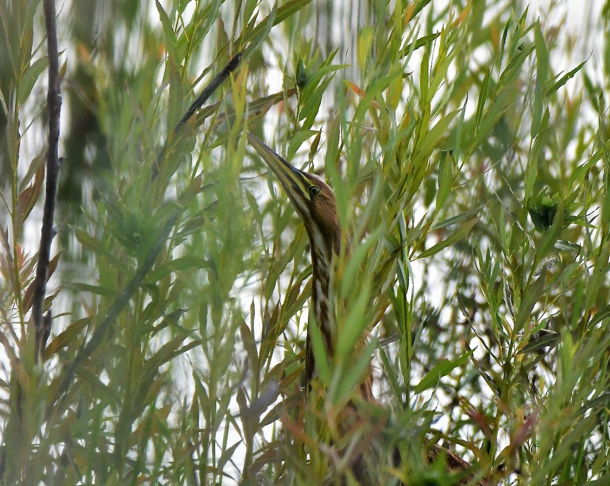 American Bittern - ML595493711