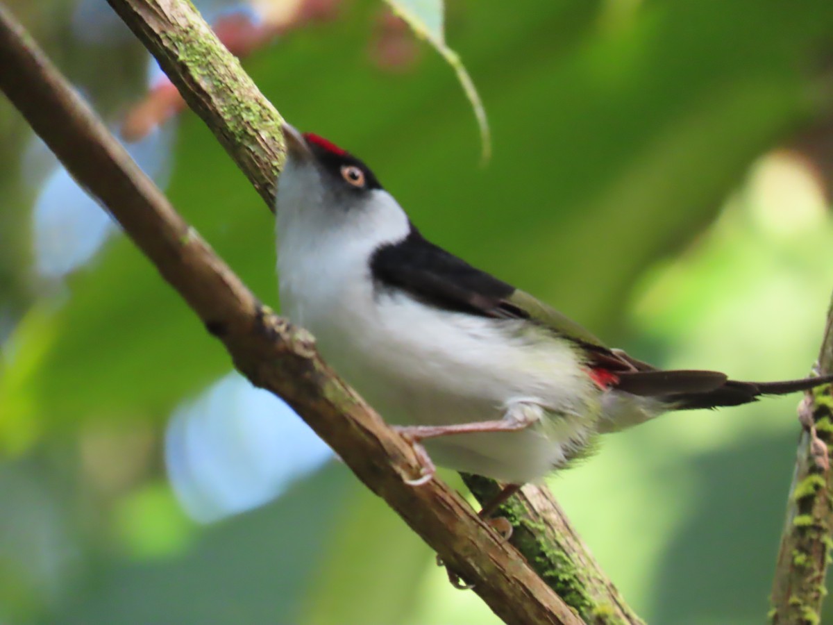 Pin-tailed Manakin - ML595493841