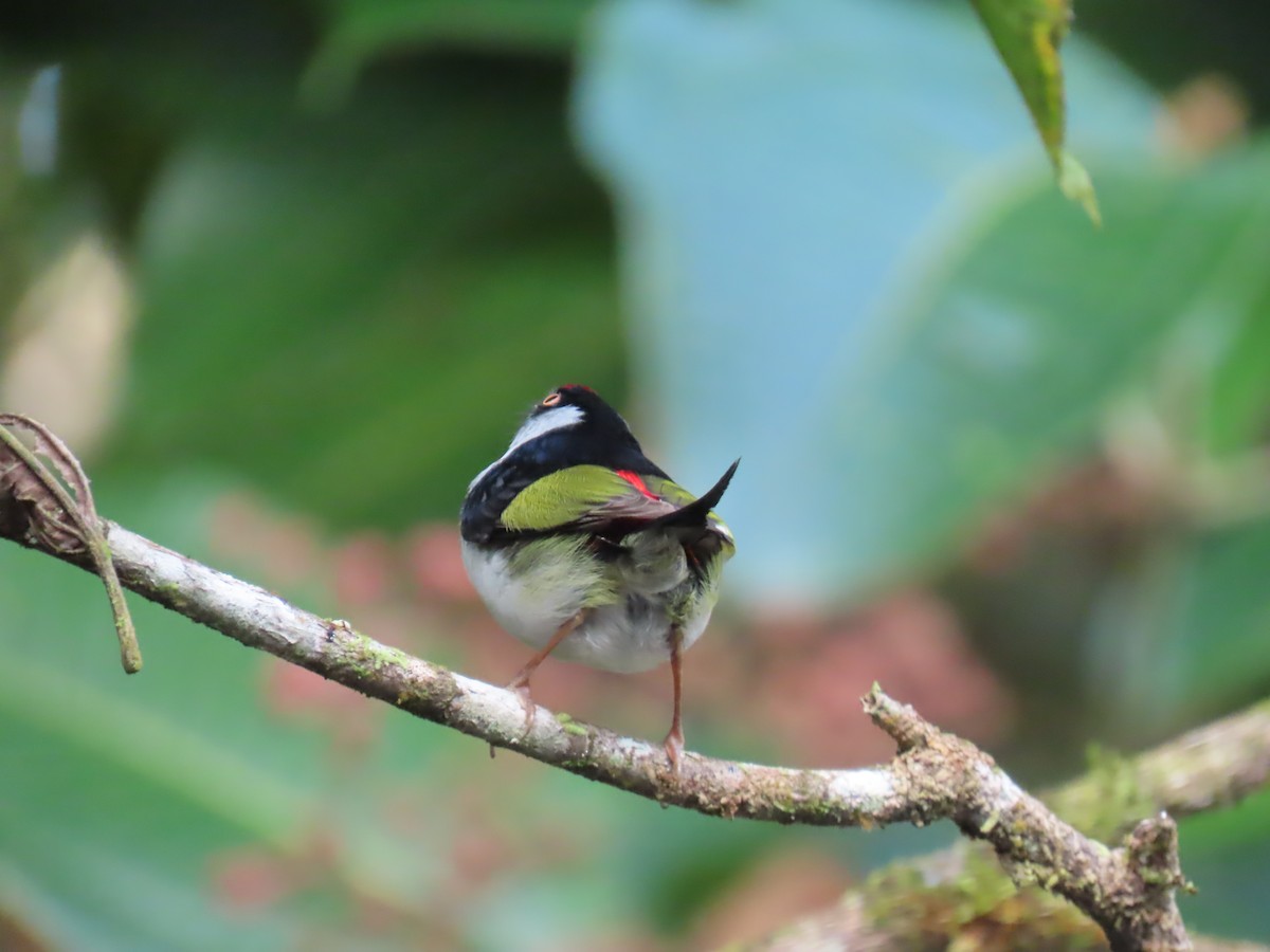 Pin-tailed Manakin - ML595493891