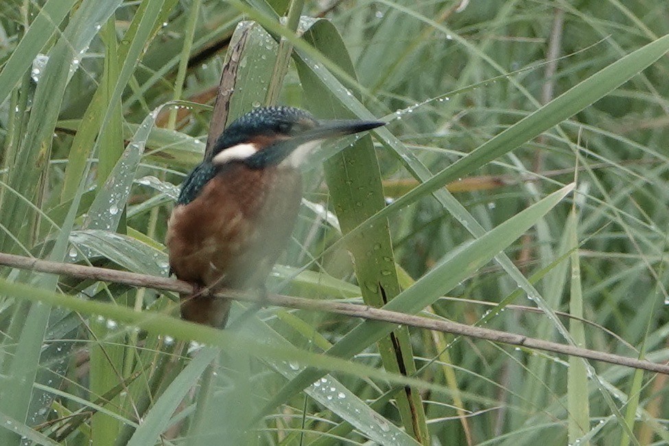 Common Kingfisher - ML595494181