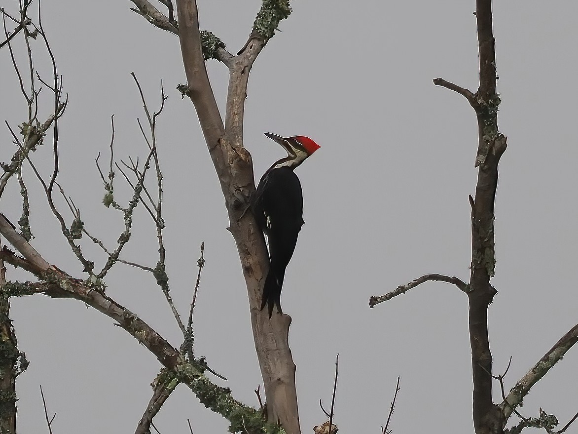 Pileated Woodpecker - ML595495061
