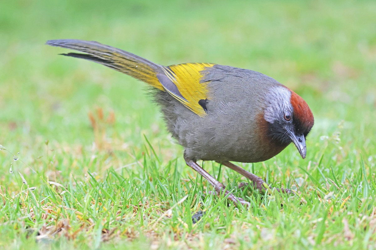Silver-eared Laughingthrush - Nathan Wall