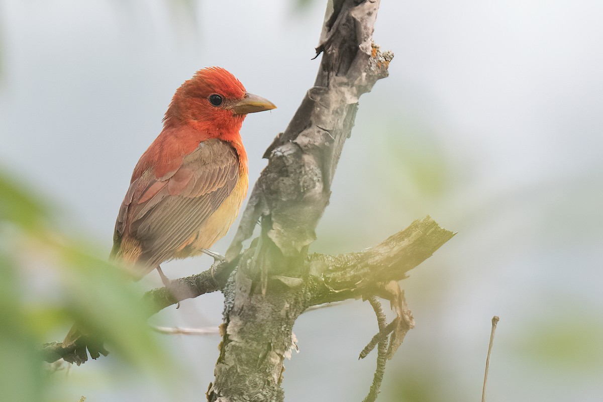 Summer Tanager - Connor Bowhay