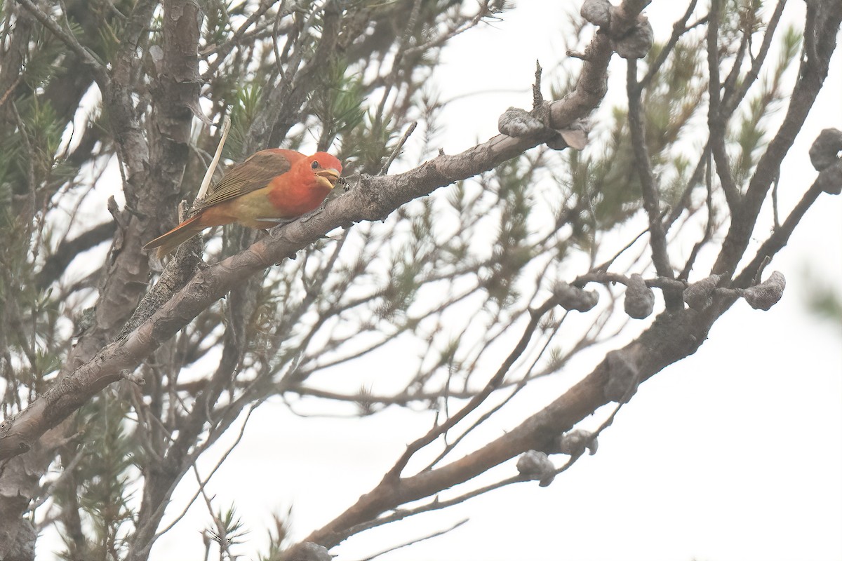 Summer Tanager - ML595495901