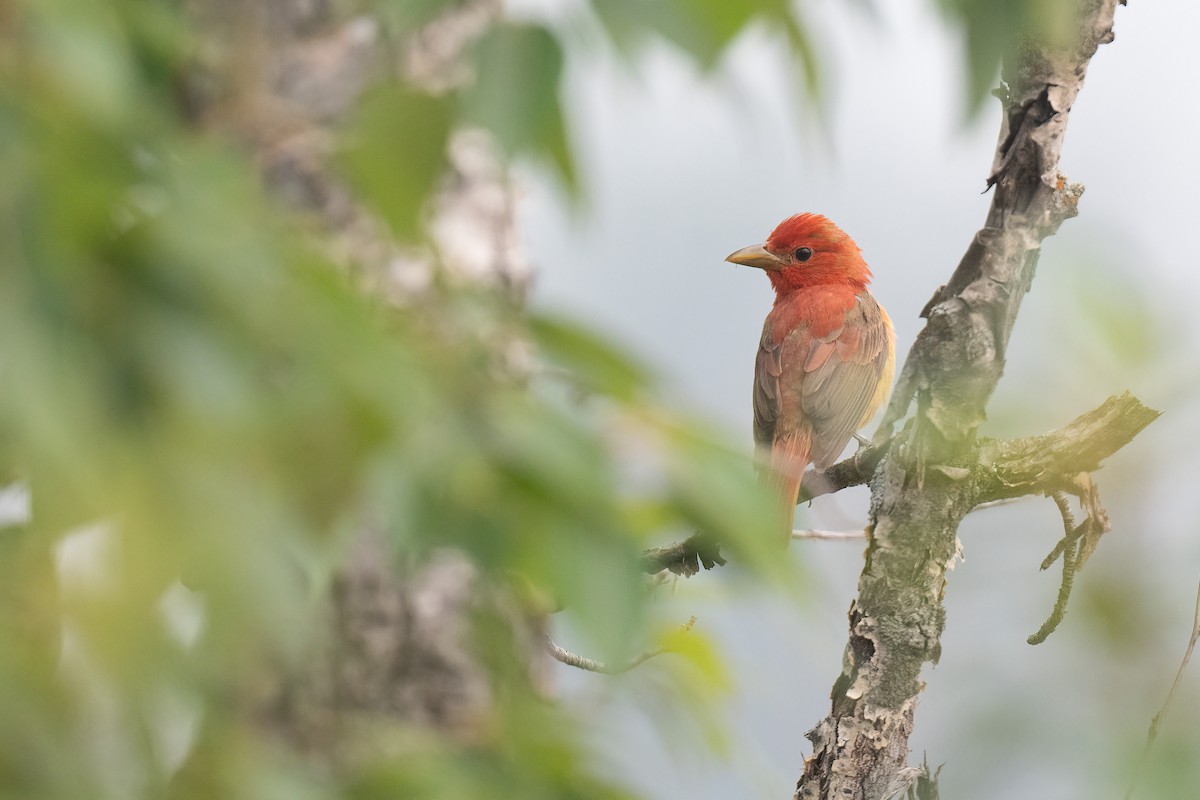 Piranga Roja - ML595495921