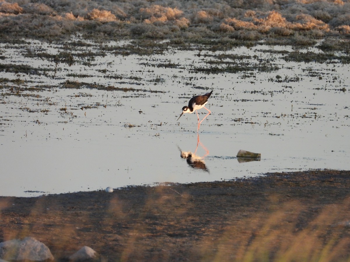 Black-necked Stilt - ML595496221