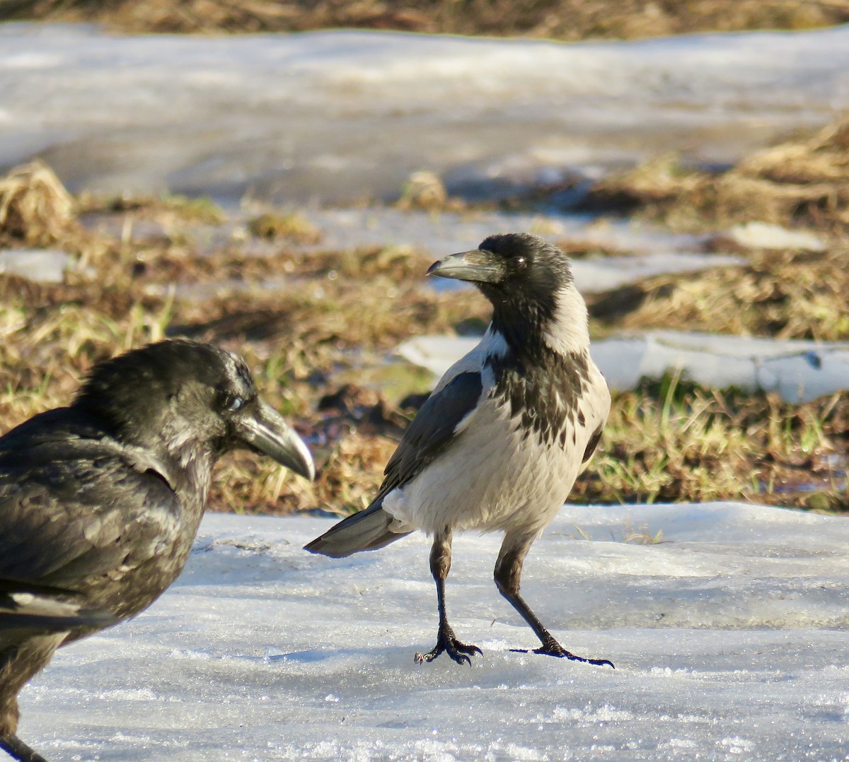 Hooded Crow - ML595496671