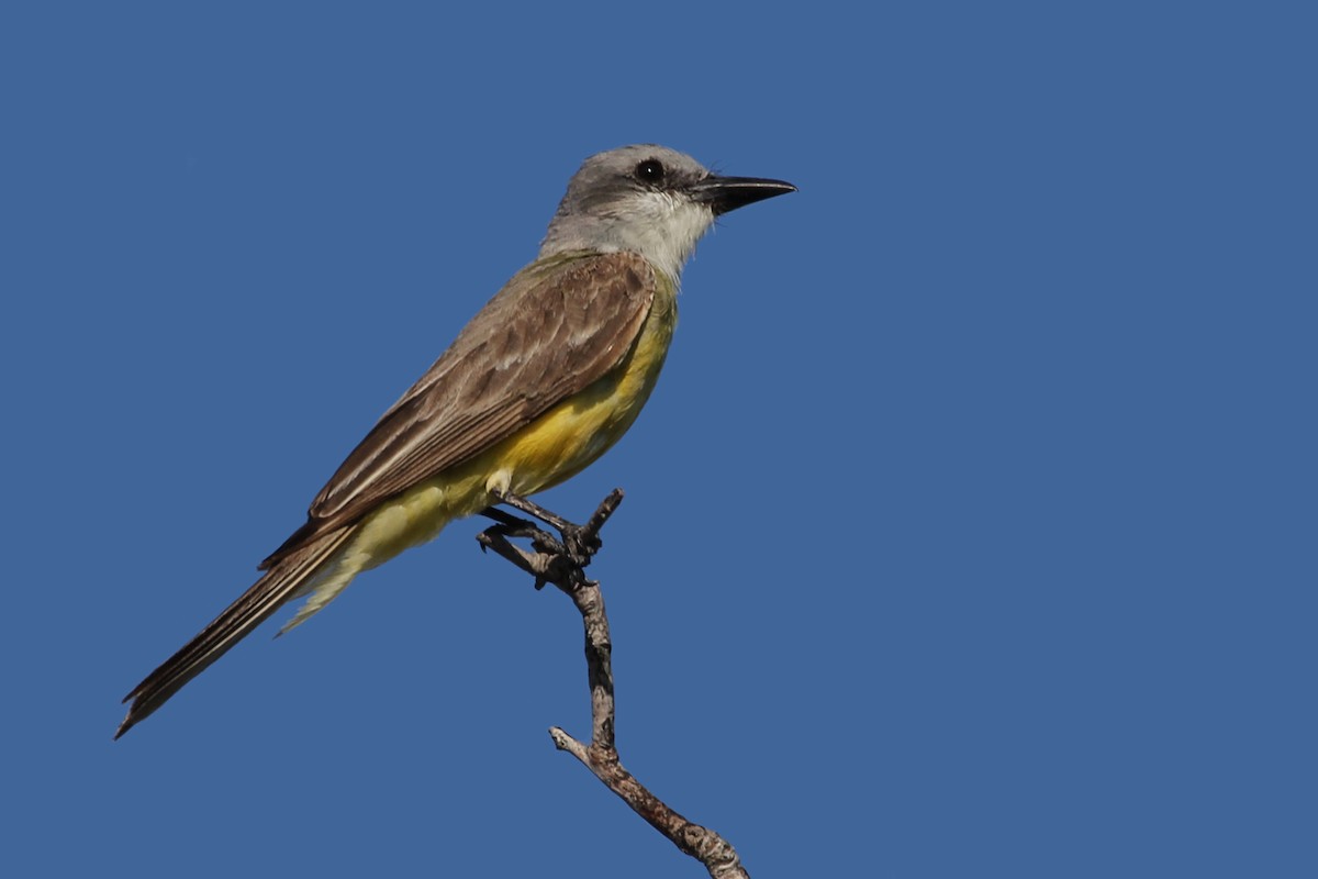 Tropical Kingbird - ML595496971