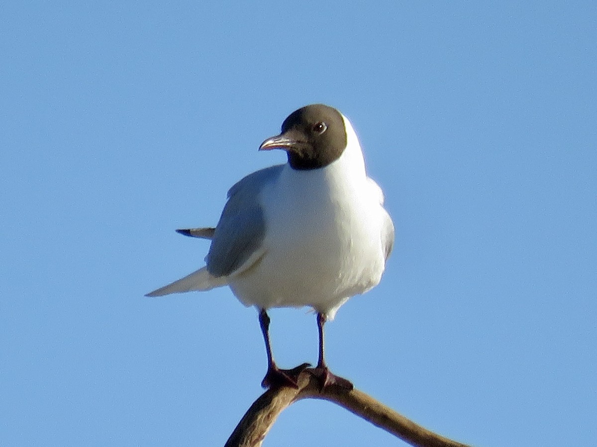 Mouette rieuse - ML595497111