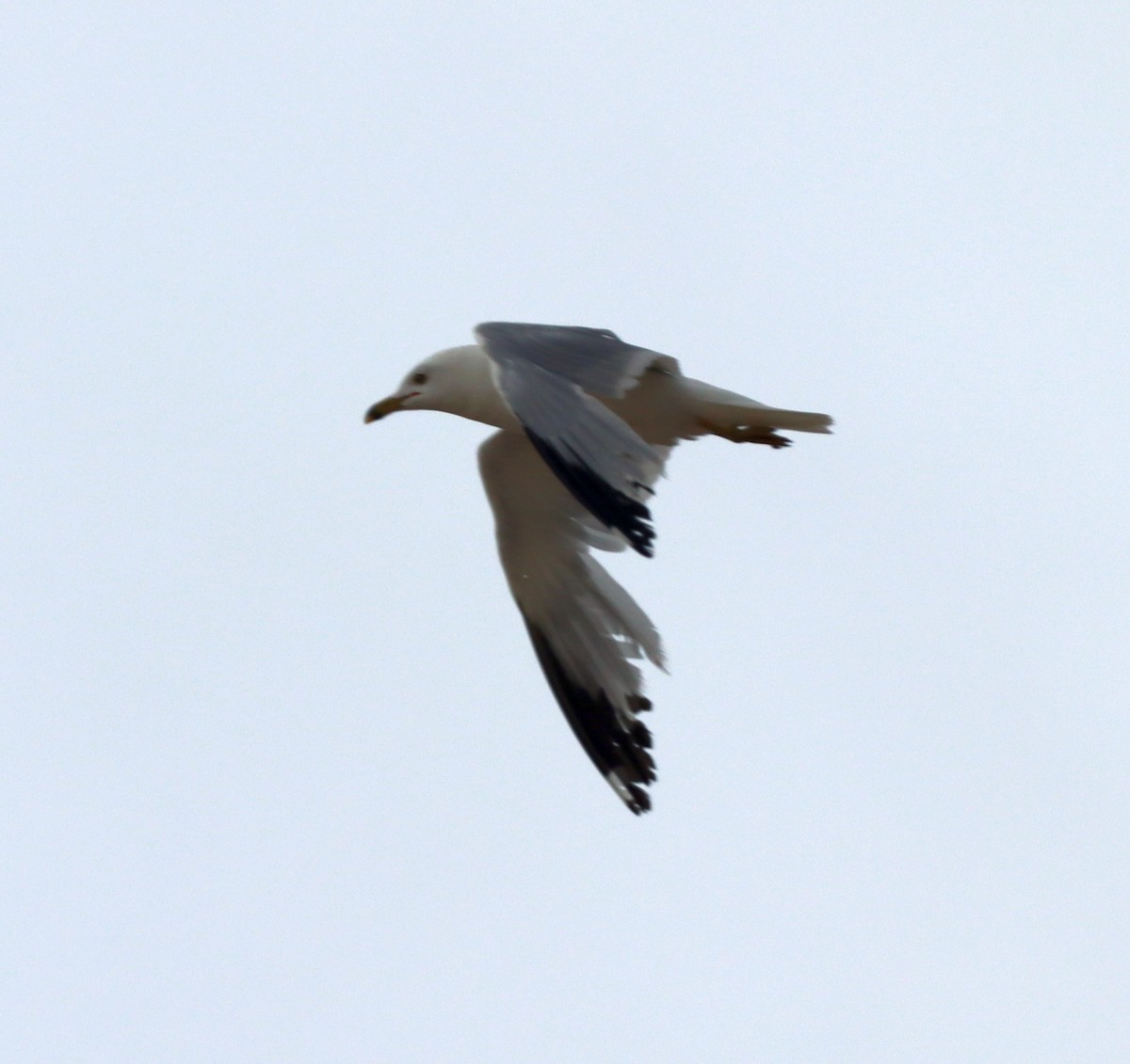 Ring-billed Gull - ML595497851