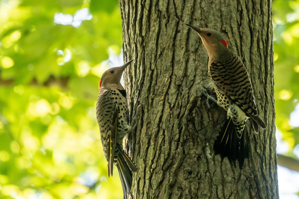 Northern Flicker - ML595498521