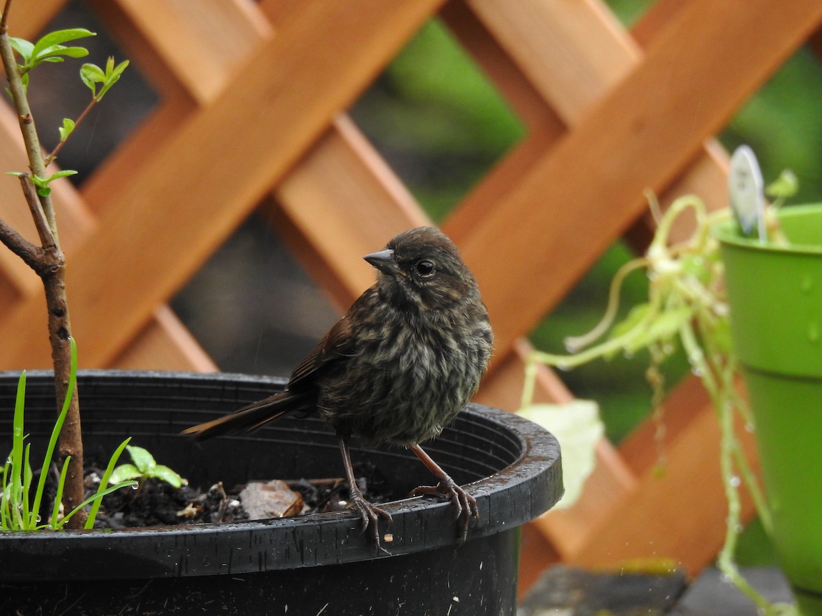 Song Sparrow - ML595498911