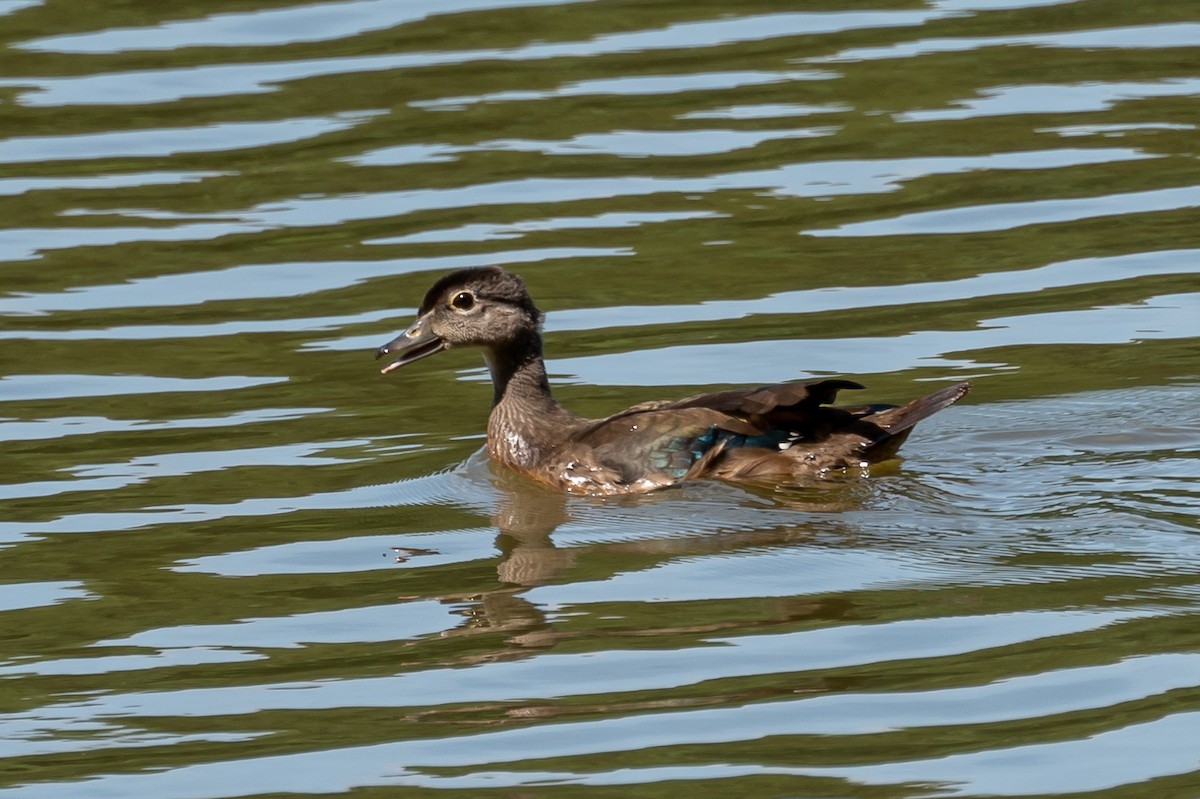 Wood Duck - ML595499331