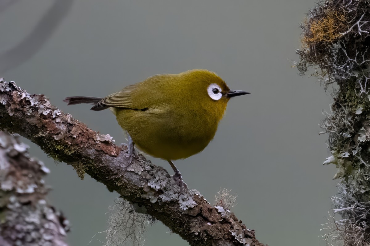 Kilimanjaro White-eye - Alex and Julia 🦜
