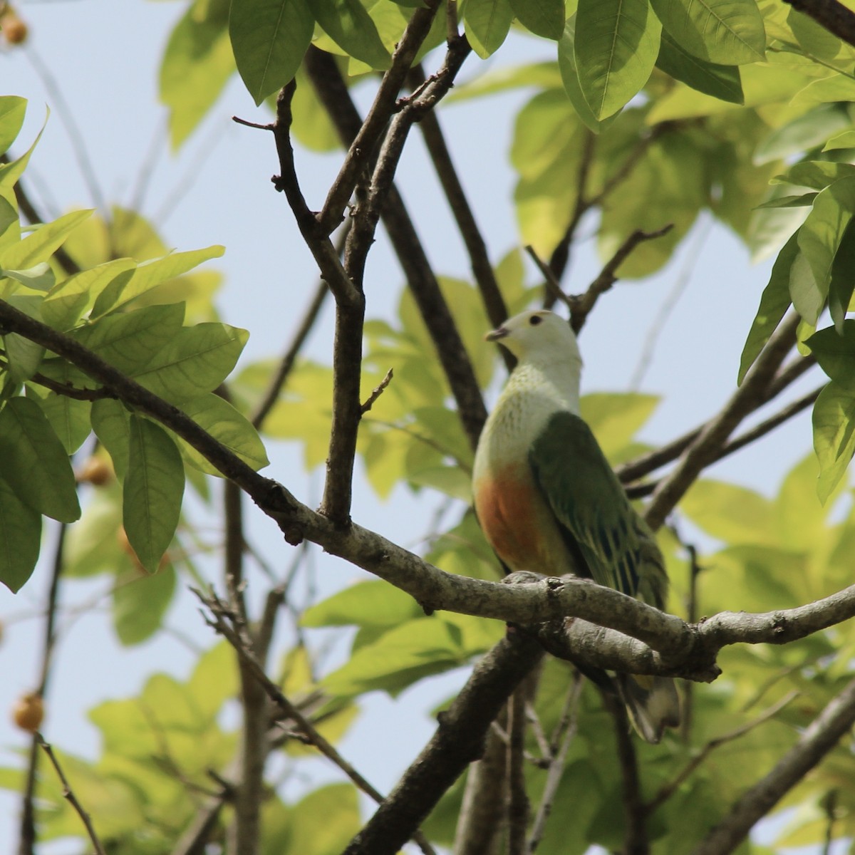 White-capped Fruit-Dove - Stuart White