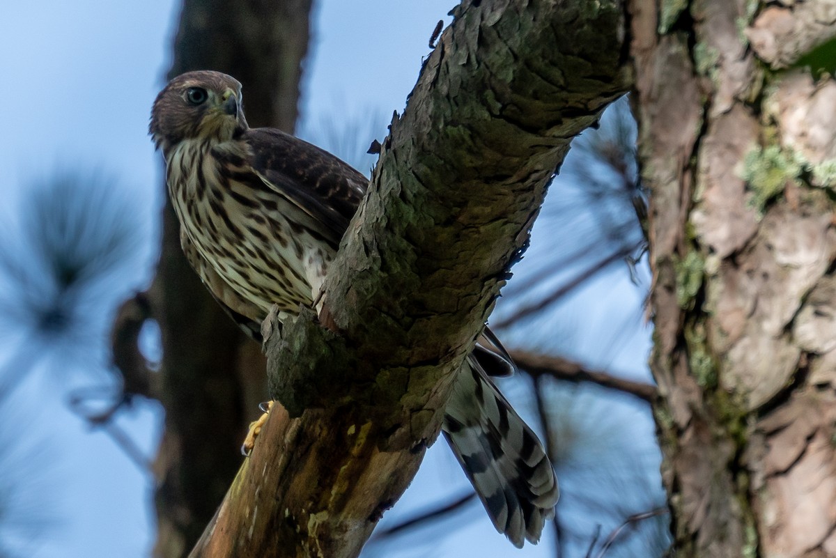 Cooper's Hawk - ML595499491