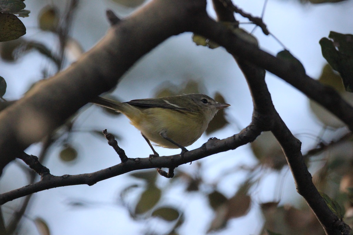 Bell's Vireo - ML595499891