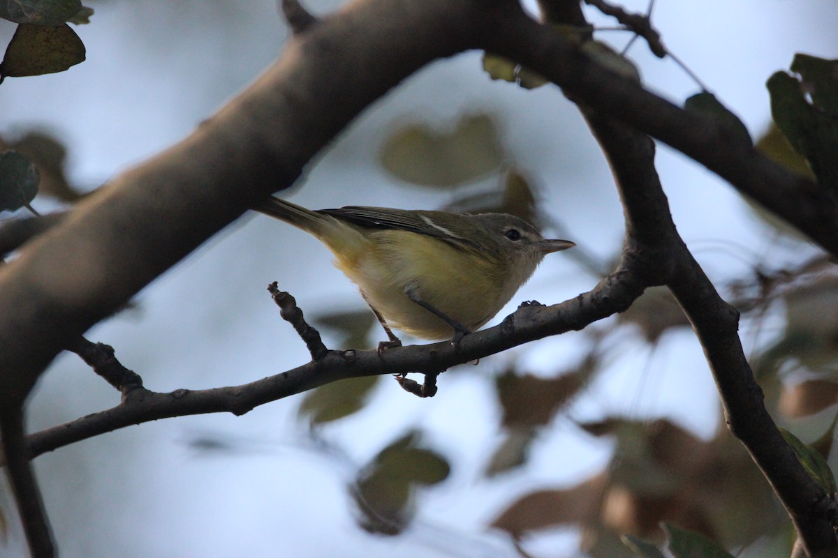 Bell's Vireo - ML595499901