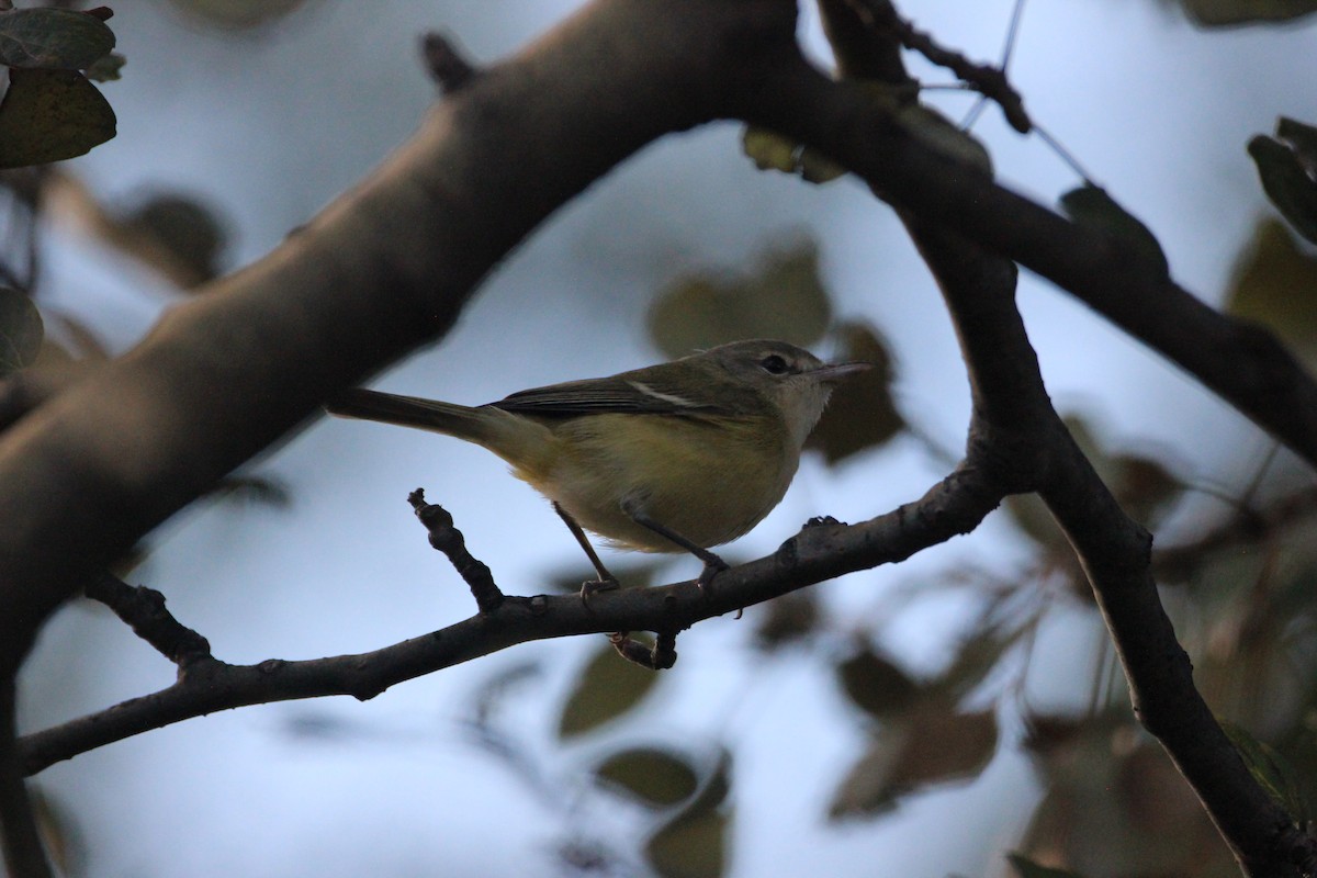 Bell's Vireo - ML595499911