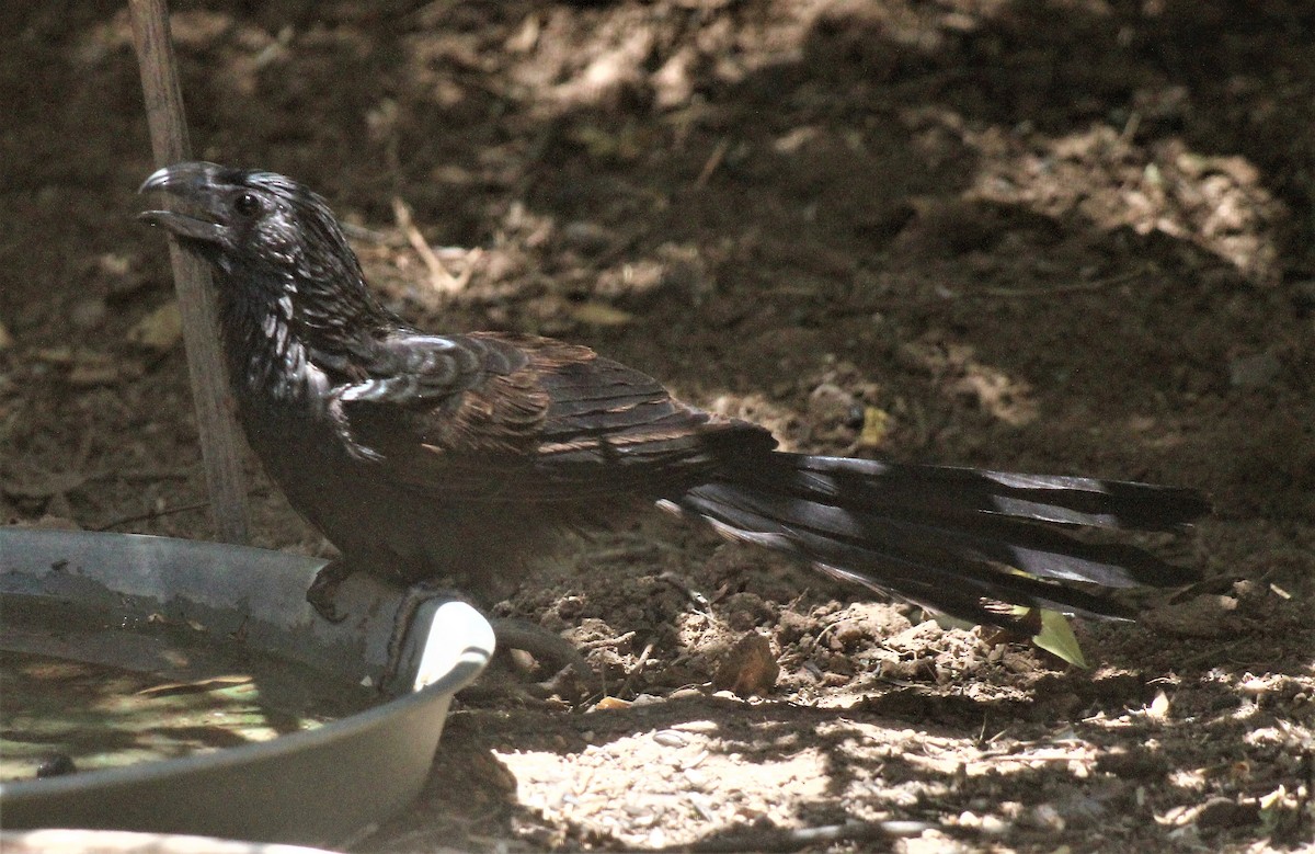 Groove-billed Ani - ML595503261