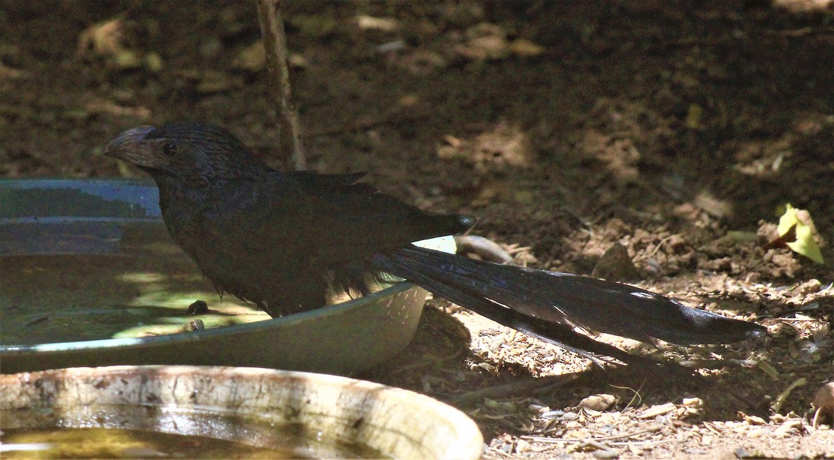 Groove-billed Ani - ML595503461